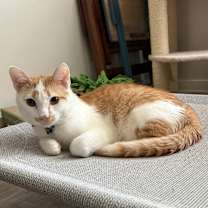 Thumbnail photo of Spoons #1