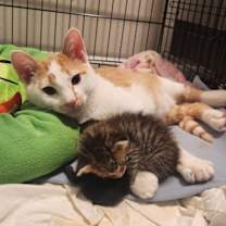 Thumbnail photo of Spoons #3