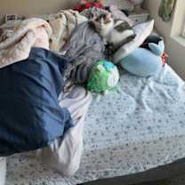 Thumbnail photo of Robin #3