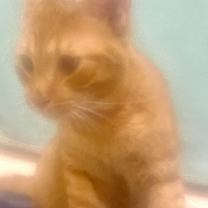 Thumbnail photo of Elfo #2