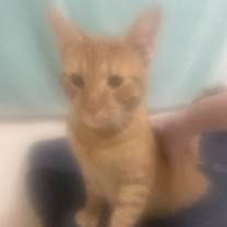 Thumbnail photo of Elfo #4