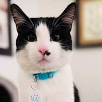 Thumbnail photo of Orion (Pounce Cat Cafe) #1
