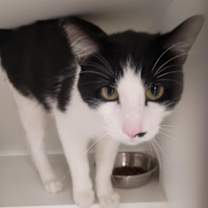 Thumbnail photo of Orion (Pounce Cat Cafe) #2