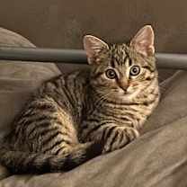 Thumbnail photo of Ned #1