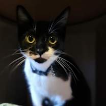 Thumbnail photo of Gretel #1