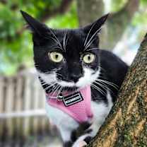 Thumbnail photo of Gretel #2