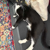 Thumbnail photo of Pippi #4