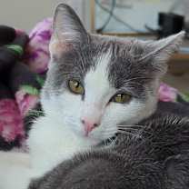 Thumbnail photo of Willow #1