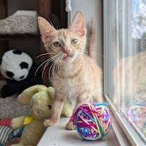 Thumbnail photo of Peter (Brandy Bunch Litter) #1