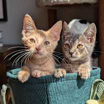 Thumbnail photo of Peter (Brandy Bunch Litter) #2