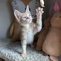 Thumbnail photo of Peter (Brandy Bunch Litter) #3