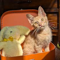 Thumbnail photo of Peter (Brandy Bunch Litter) #4