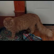 Thumbnail photo of Curacao #2