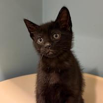 Thumbnail photo of Liam #2