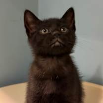 Thumbnail photo of Liam #3