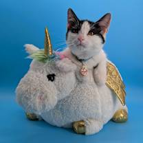 Thumbnail photo of Maybelline (tiny Diva) #2