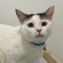 Thumbnail photo of Frankie #1