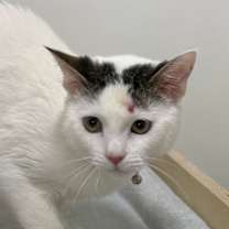 Thumbnail photo of Frankie #2