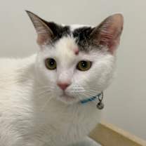 Thumbnail photo of Frankie #3