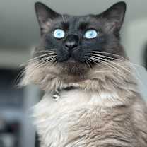 Thumbnail photo of Scar #1