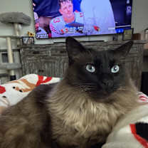 Thumbnail photo of Scar #3