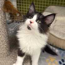 Thumbnail photo of Captain Jack Sparrow #1