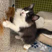 Thumbnail photo of Captain Jack Sparrow #2