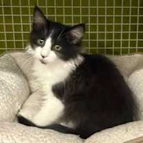 Thumbnail photo of Captain Jack Sparrow #3