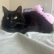 Thumbnail photo of Ren & Charcoal #3