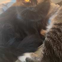 Thumbnail photo of Ren & Charcoal #4