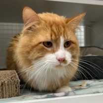 Thumbnail photo of Beaux #1