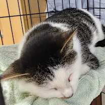 Thumbnail photo of Cosmo #3