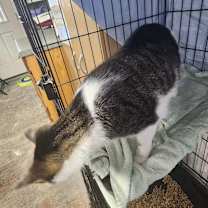 Thumbnail photo of Cosmo #4