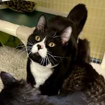 Thumbnail photo of Gomez #1