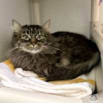 Thumbnail photo of Phlox #1