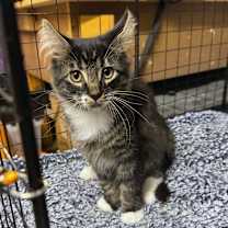 Thumbnail photo of Pugsly #1