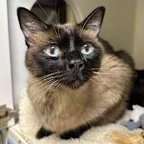 Thumbnail photo of Mimoso #1