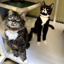 Thumbnail photo of Gomez #2