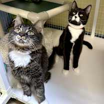 Thumbnail photo of Pugsly #2