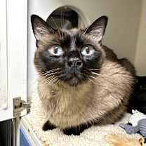 Thumbnail photo of Mimoso #2