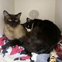 Thumbnail photo of Mimoso #3