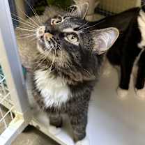 Thumbnail photo of Pugsly #3