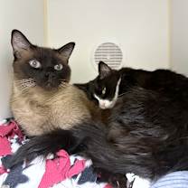 Thumbnail photo of Mimoso #4