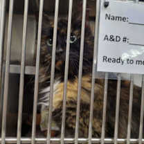 Thumbnail photo of Bonbon #3