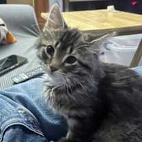 Thumbnail photo of Glameow #1