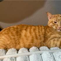 Thumbnail photo of Daniel *Luca' #1