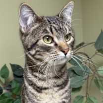 Thumbnail photo of Bandit #1