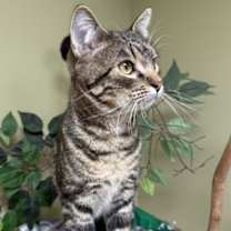 Thumbnail photo of Bandit #2