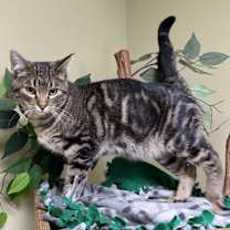 Thumbnail photo of Bandit #3