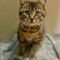 Thumbnail photo of Cooper #1